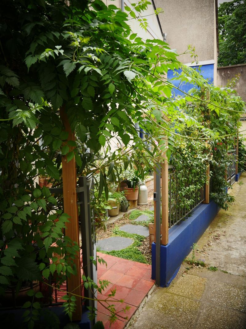 Glycine et allée du patio