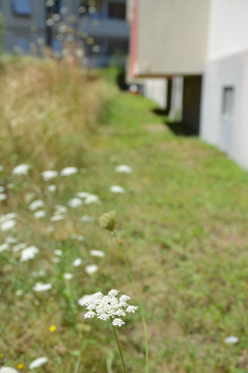 Prairie fleurie au pied des immeubles