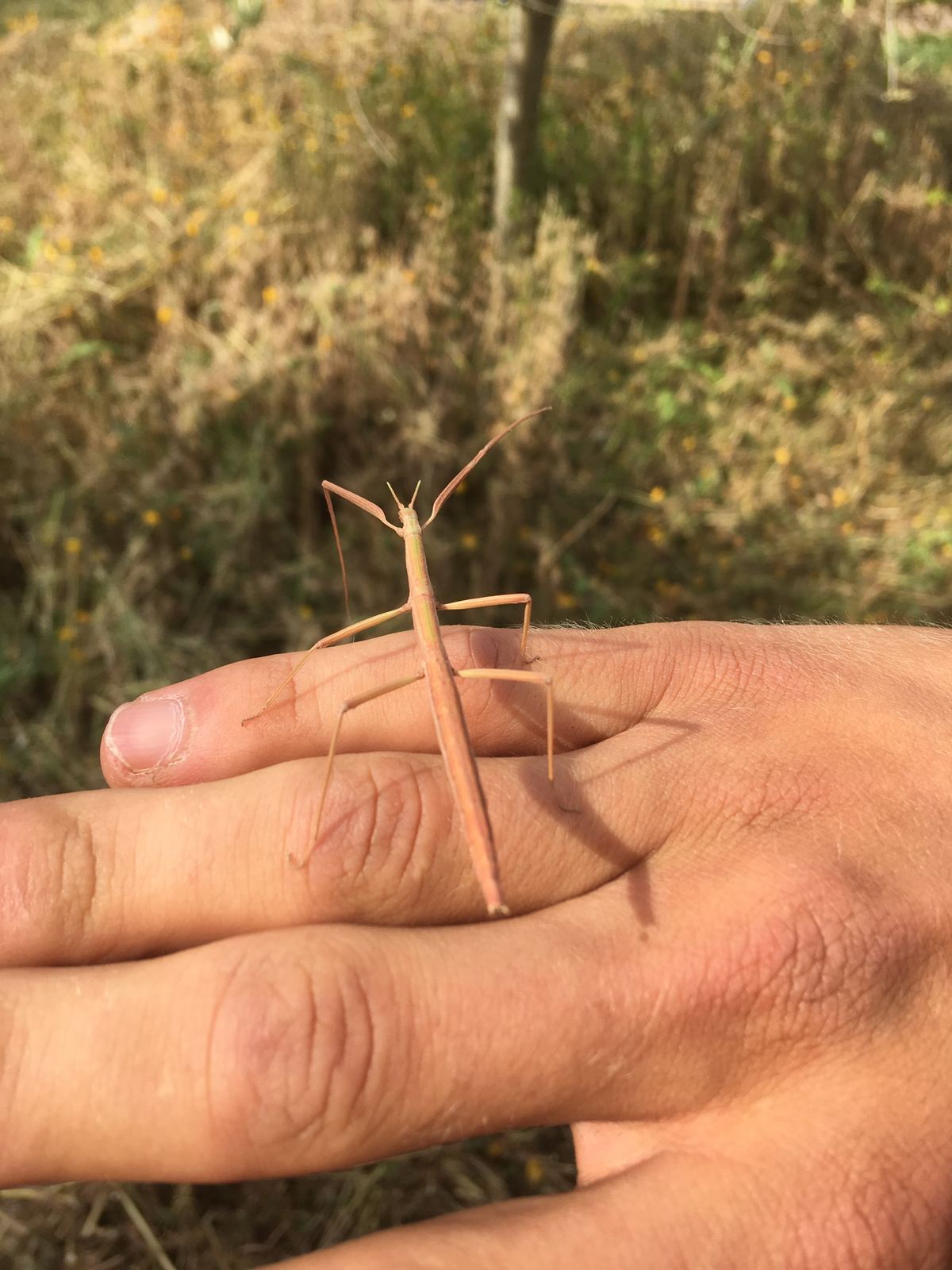 Phasme sur la main d'un jardinier SICLE